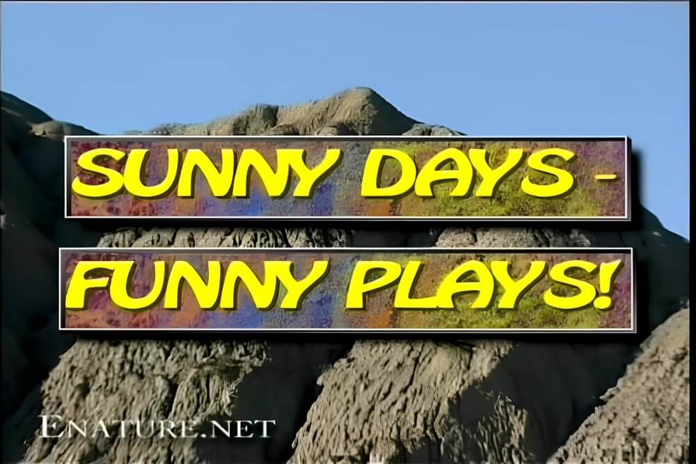 Enature - Sunny Days – Funny Plays